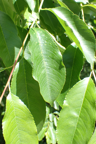 Pflanzenbild gross Herbst-Traubenkirsche - Prunus serotina