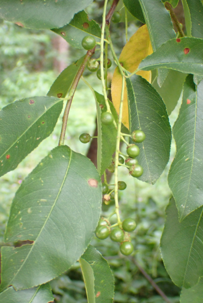 Pflanzenbild gross Herbst-Traubenkirsche - Prunus serotina