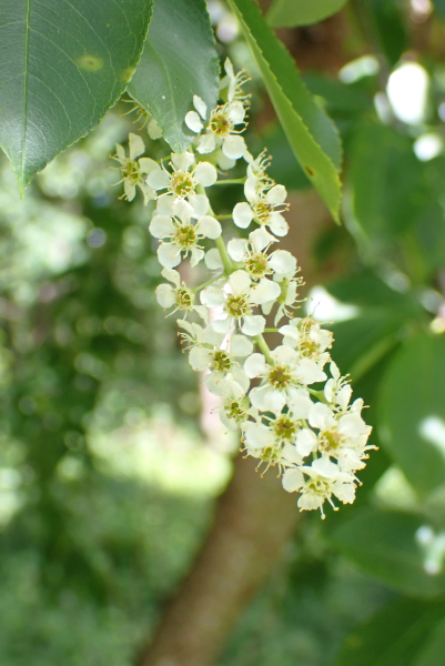 Pflanzenbild gross Herbst-Traubenkirsche - Prunus serotina