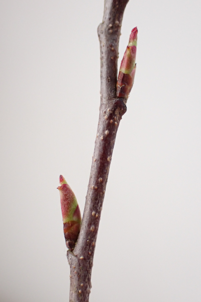 Pflanzenbild gross Herbst-Traubenkirsche - Prunus serotina