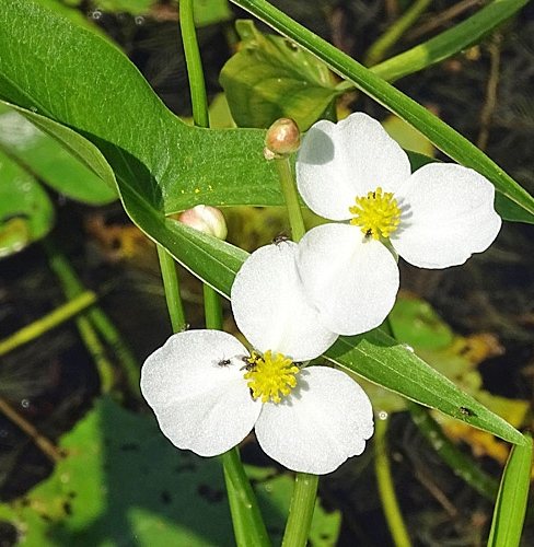 Pflanzenbild gross Breitblättriges Pfeilkraut - Sagittaria latifolia
