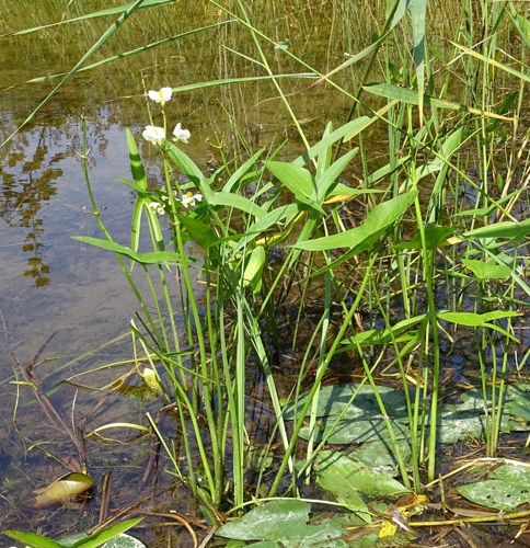 Pflanzenbild gross Breitblättriges Pfeilkraut - Sagittaria latifolia