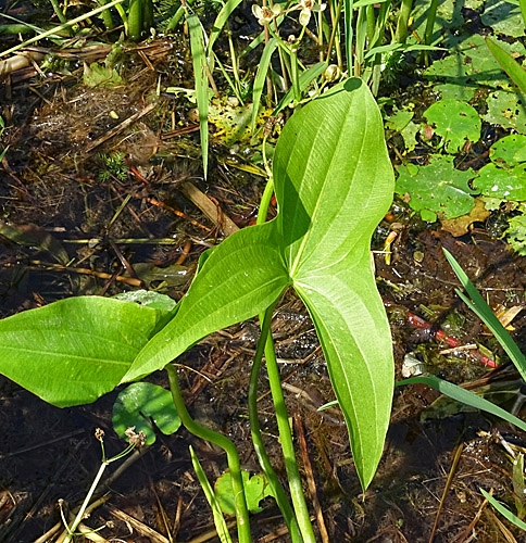 Pflanzenbild gross Breitblättriges Pfeilkraut - Sagittaria latifolia