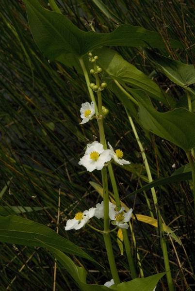 Pflanzenbild gross Breitblättriges Pfeilkraut - Sagittaria latifolia