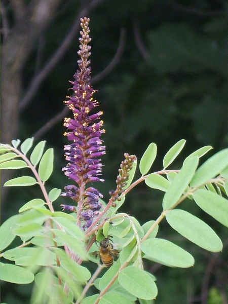 Pflanzenbild gross Bastardindigo - Amorpha fruticosa