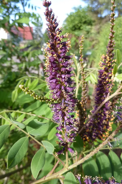 Pflanzenbild gross Bastardindigo - Amorpha fruticosa
