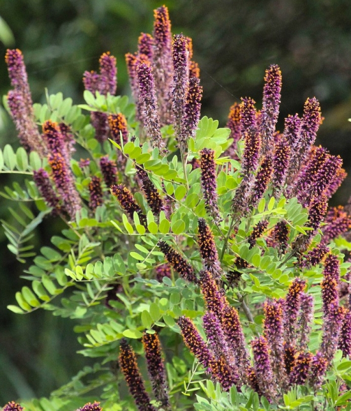 Pflanzenbild gross Bastardindigo - Amorpha fruticosa