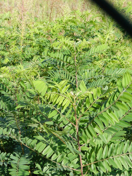 Pflanzenbild gross Bastardindigo - Amorpha fruticosa