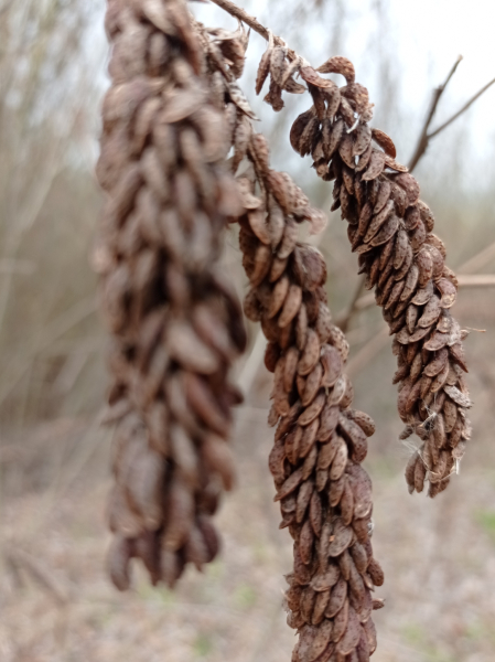 Pflanzenbild gross Bastardindigo - Amorpha fruticosa