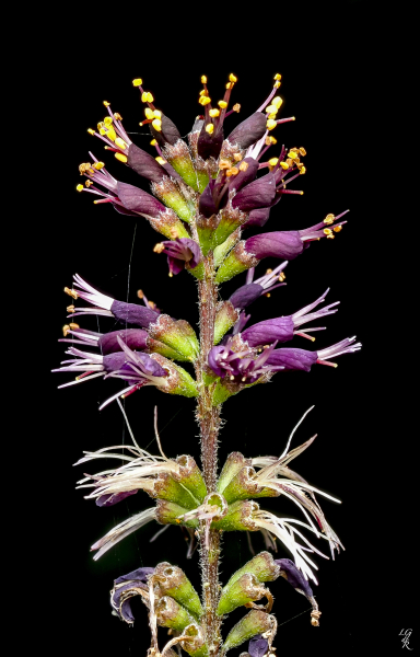 Pflanzenbild gross Bastardindigo - Amorpha fruticosa
