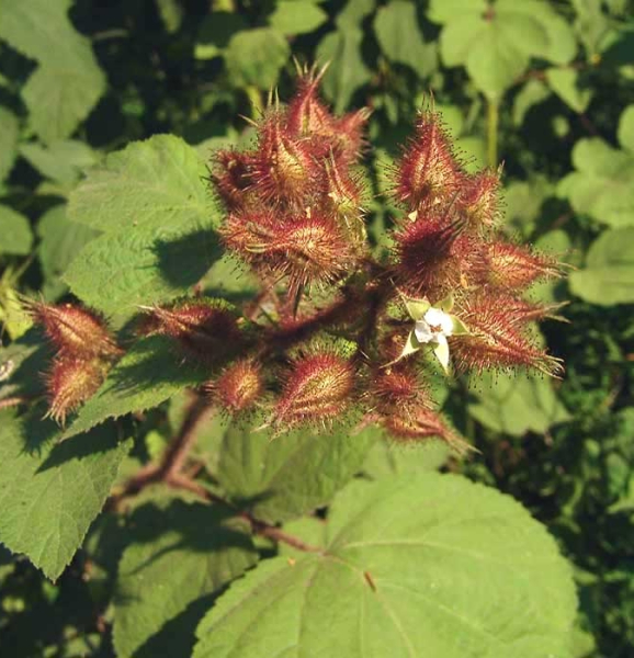 Pflanzenbild gross Rotborstige Himbeere - Rubus phoenicolasius