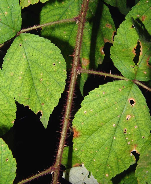 Pflanzenbild gross Rotborstige Himbeere - Rubus phoenicolasius