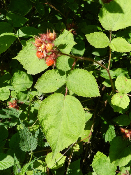 Pflanzenbild gross Rotborstige Himbeere - Rubus phoenicolasius