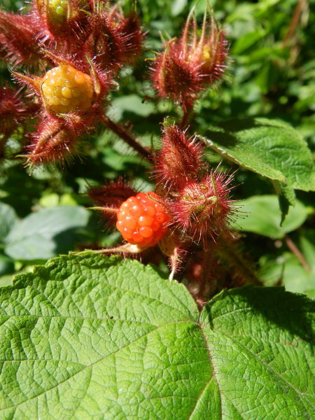 Pflanzenbild gross Rotborstige Himbeere - Rubus phoenicolasius