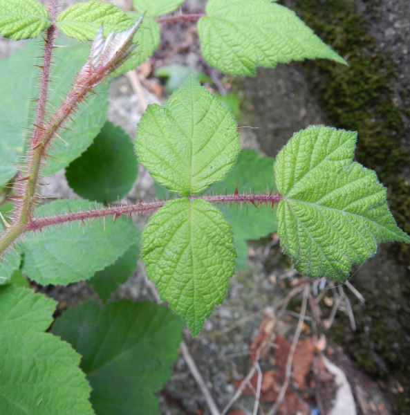 Pflanzenbild gross Rotborstige Himbeere - Rubus phoenicolasius