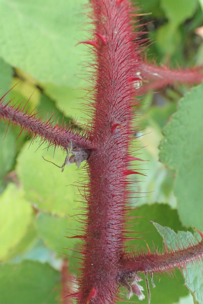 Pflanzenbild gross Rotborstige Himbeere - Rubus phoenicolasius