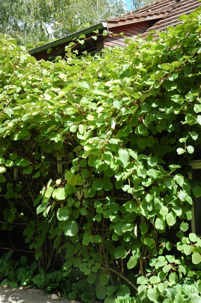 Pflanzenbild gross Kiwi - Actinidia chinensis