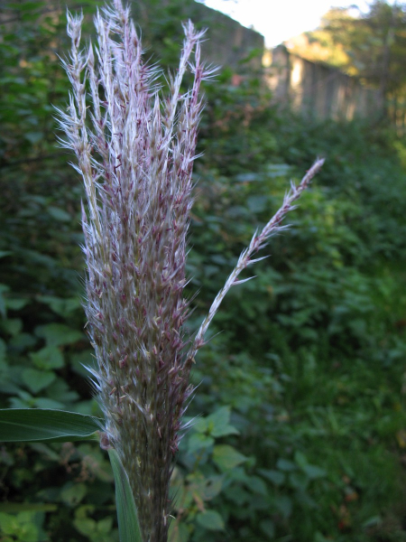 Pflanzenbild gross Chinaschilf - Miscanthus sinensis