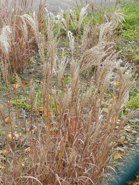 Pflanzenbild gross Chinaschilf - Miscanthus sinensis