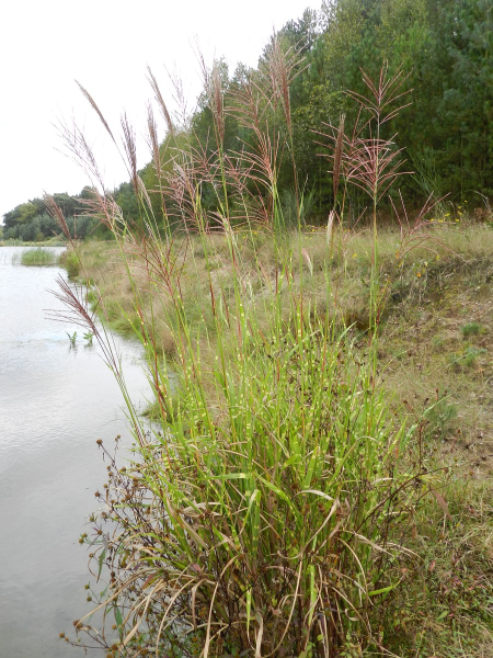 Pflanzenbild gross Chinaschilf - Miscanthus sinensis