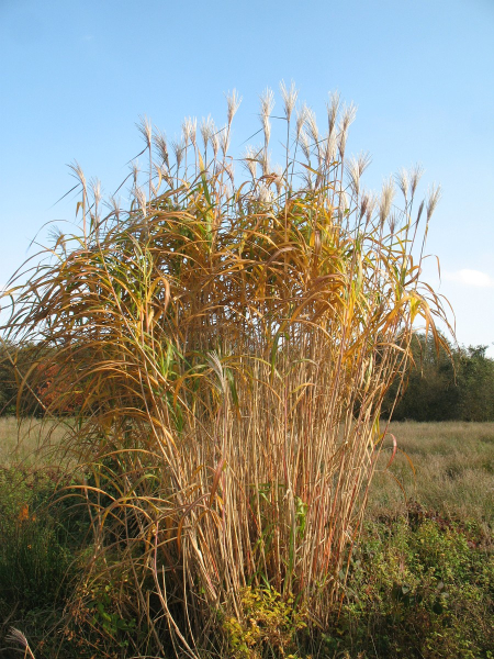 Pflanzenbild gross Chinaschilf - Miscanthus sinensis