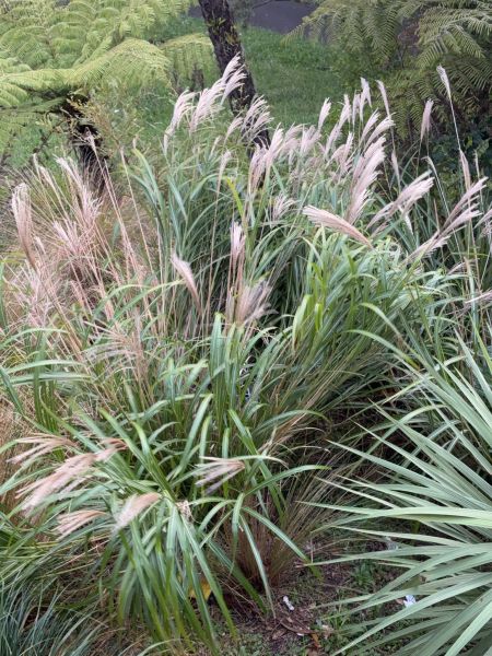 Pflanzenbild gross Chinaschilf - Miscanthus sinensis