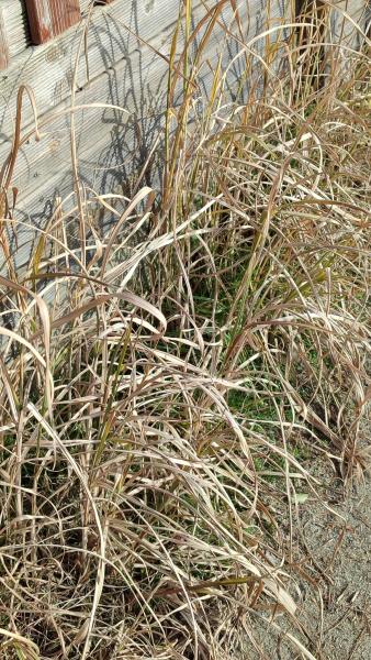 Pflanzenbild gross Chinaschilf - Miscanthus sinensis