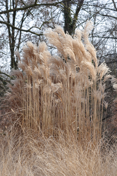 Pflanzenbild gross Chinaschilf - Miscanthus sinensis