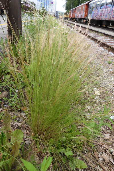 Pflanzenbild gross Zartes Federgras - Nassella tenuissima