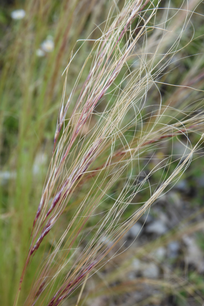 Pflanzenbild gross Zartes Federgras - Nassella tenuissima