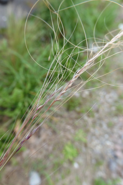 Pflanzenbild gross Zartes Federgras - Nassella tenuissima