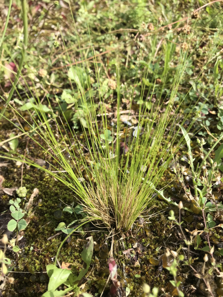 Pflanzenbild gross Zartes Federgras - Nassella tenuissima