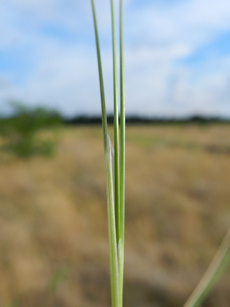 Pflanzenbild gross Zartes Federgras - Nassella tenuissima