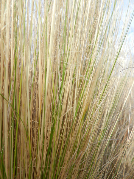 Pflanzenbild gross Zartes Federgras - Nassella tenuissima