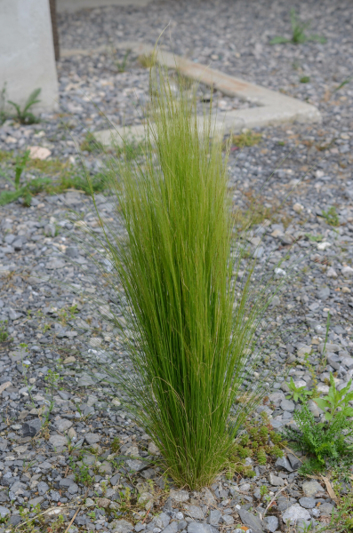 Pflanzenbild gross Zartes Federgras - Nassella tenuissima