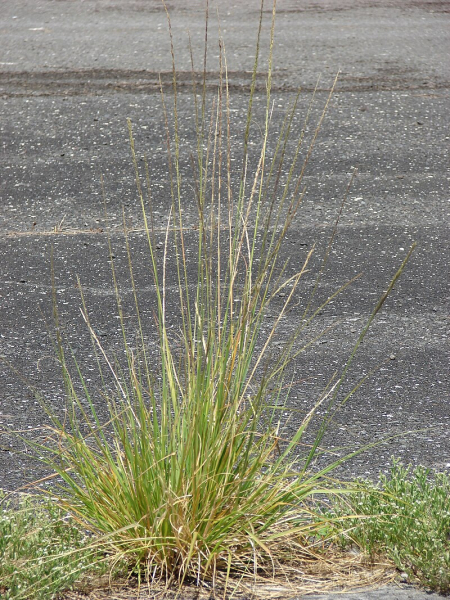 Pflanzenbild gross Indisches Fallsamengras - Sporobolus indicus