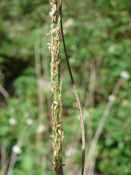 Pflanzenbild gross Indisches Fallsamengras - Sporobolus indicus