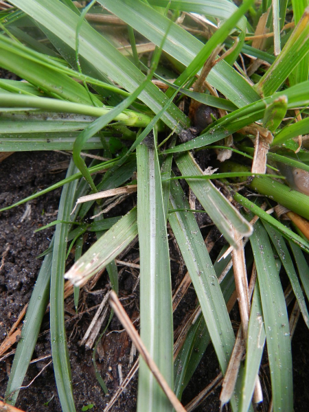 Pflanzenbild gross Indisches Fallsamengras - Sporobolus indicus