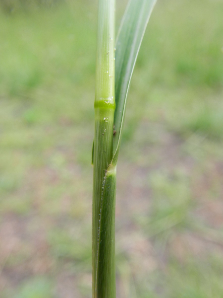 Pflanzenbild gross Indisches Fallsamengras - Sporobolus indicus