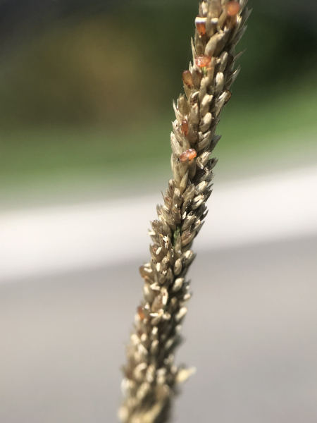 Pflanzenbild gross Indisches Fallsamengras - Sporobolus indicus