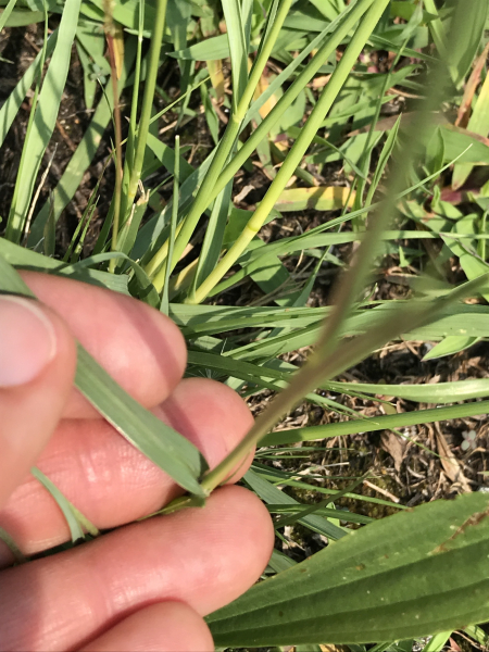 Pflanzenbild gross Indisches Fallsamengras - Sporobolus indicus