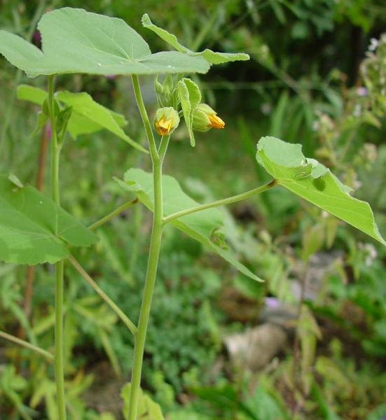 Pflanzenbild gross Chinesische Samtpappel - Abutilon theophrasti