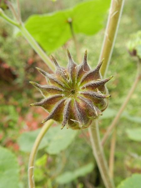 Pflanzenbild gross Chinesische Samtpappel - Abutilon theophrasti