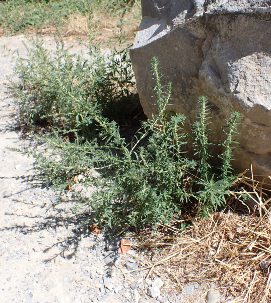 Pflanzenbild gross Besen-Radmelde - Bassia scoparia