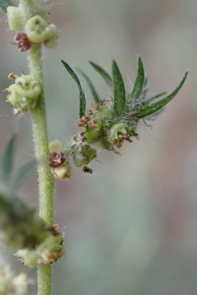 Pflanzenbild gross Besen-Radmelde - Bassia scoparia