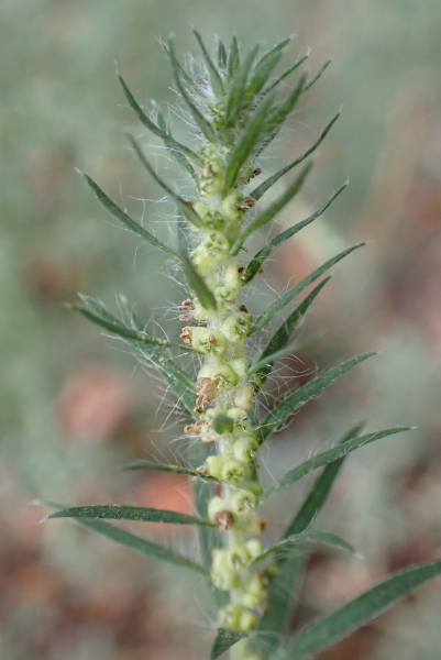 Pflanzenbild gross Besen-Radmelde - Bassia scoparia