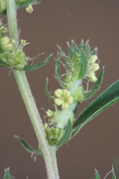 Pflanzenbild gross Besen-Radmelde - Bassia scoparia