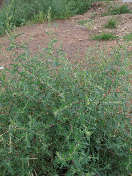 Pflanzenbild gross Besen-Radmelde - Bassia scoparia