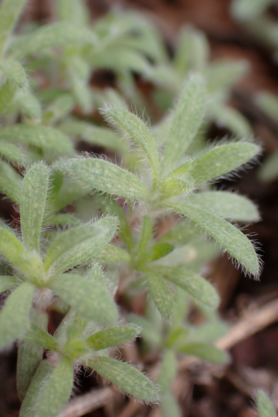 Pflanzenbild gross Besen-Radmelde - Bassia scoparia