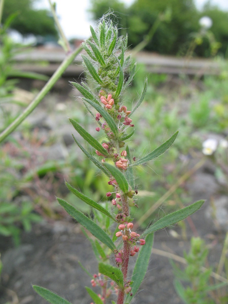 Pflanzenbild gross Besen-Radmelde - Bassia scoparia